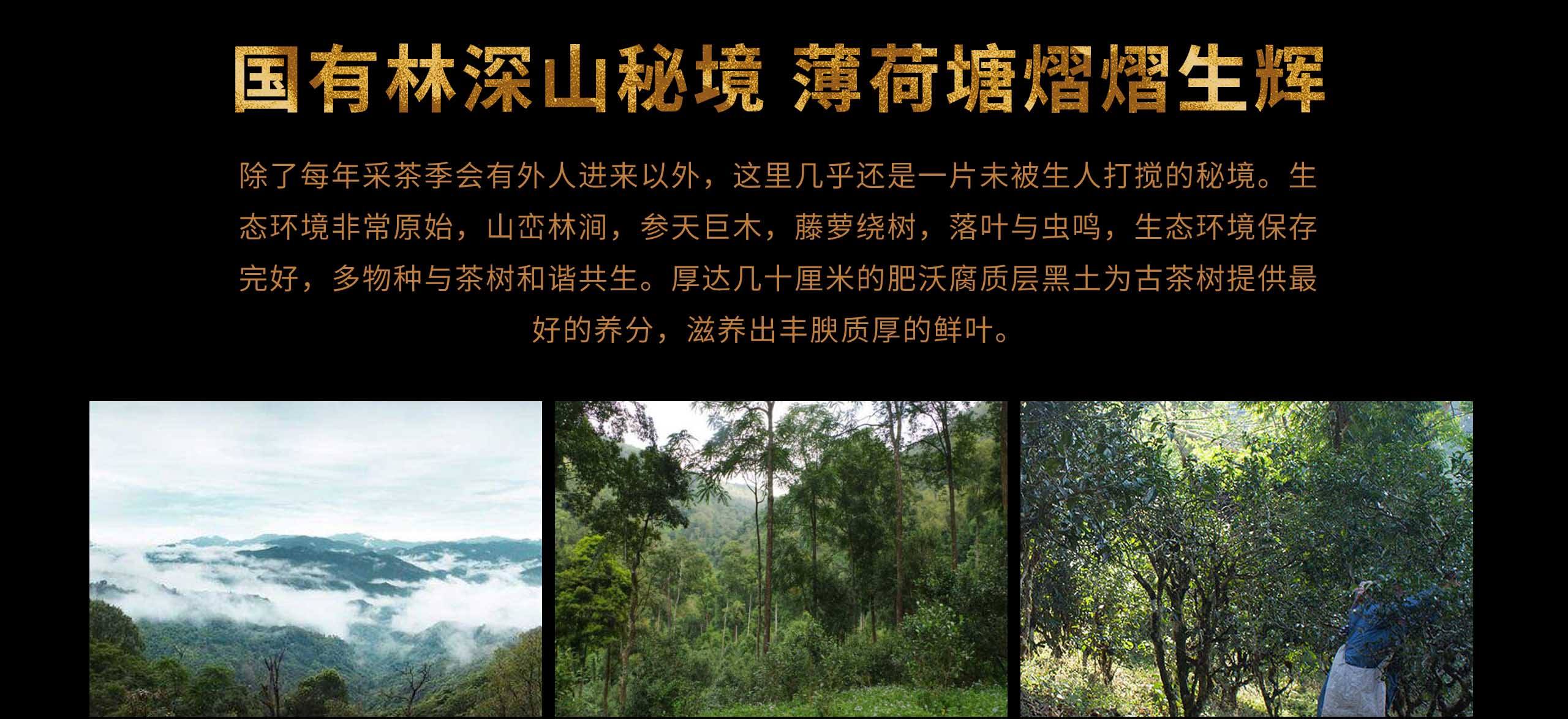 2022年薄荷塘古樹春茶特點(diǎn)？