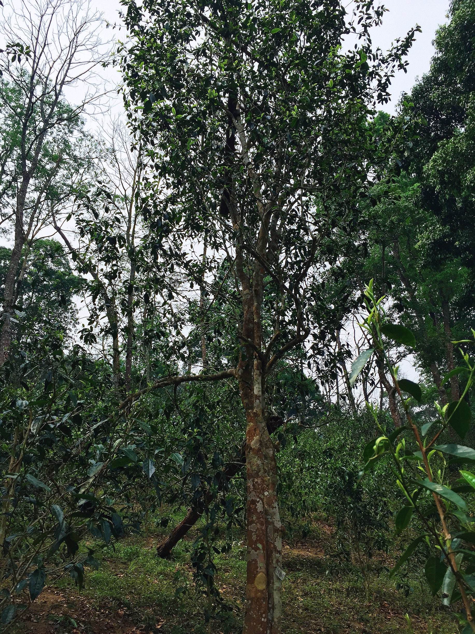 2022年薄荷塘古樹春茶：茶行業(yè)的金字招牌