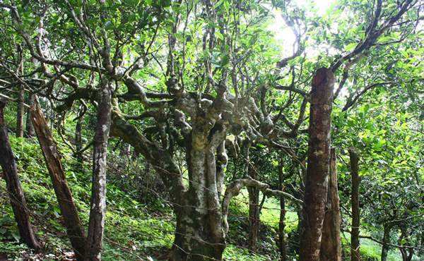 2022年多依樹古樹春茶口感？