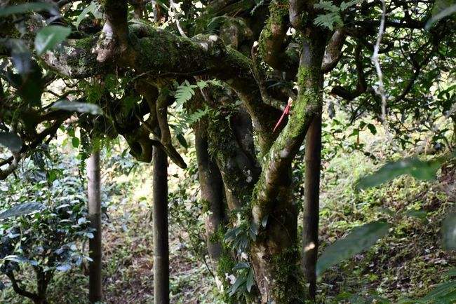 2022年多依樹(shù)古樹(shù)春茶多少錢一公斤？