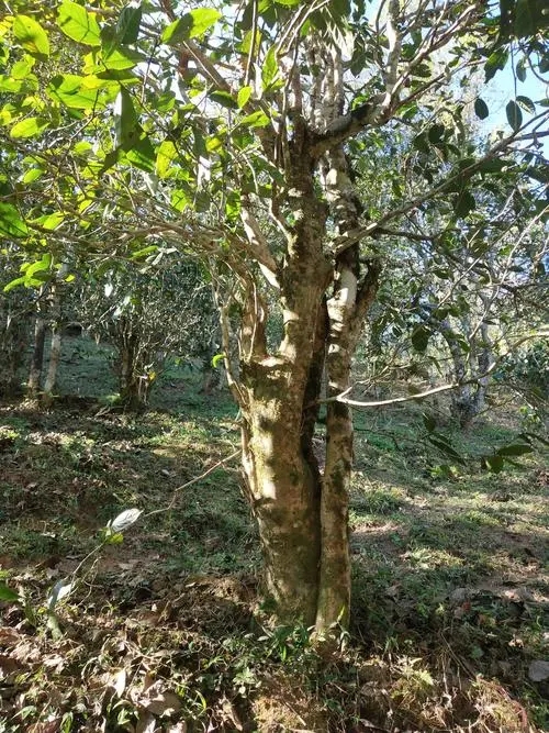 2022年易武張家灣古樹春茶多少錢一公斤？