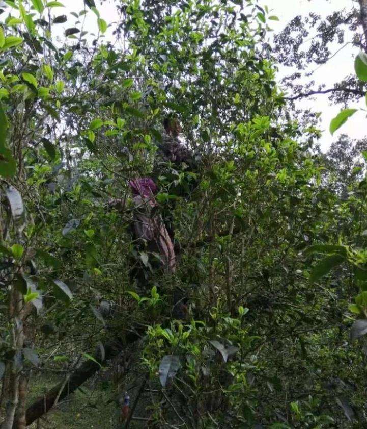 2022年一扇磨古樹春茶特點(diǎn)？