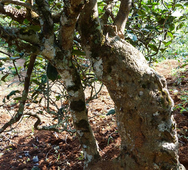 2022年一扇磨山林之息，雨林之味，原始之態(tài)