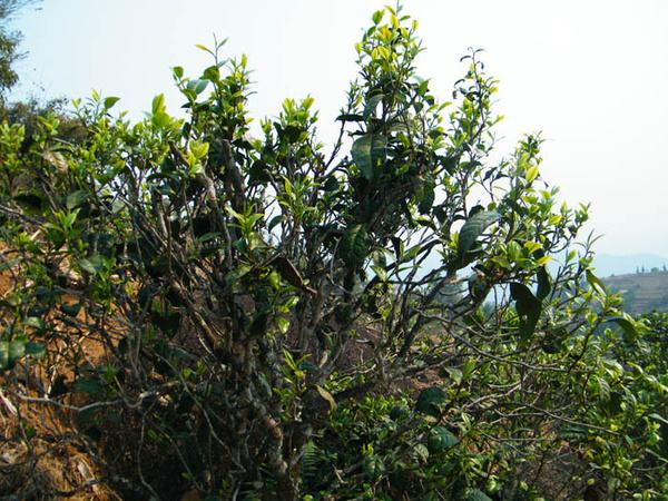 2022年香椿林古樹春茶價(jià)格？