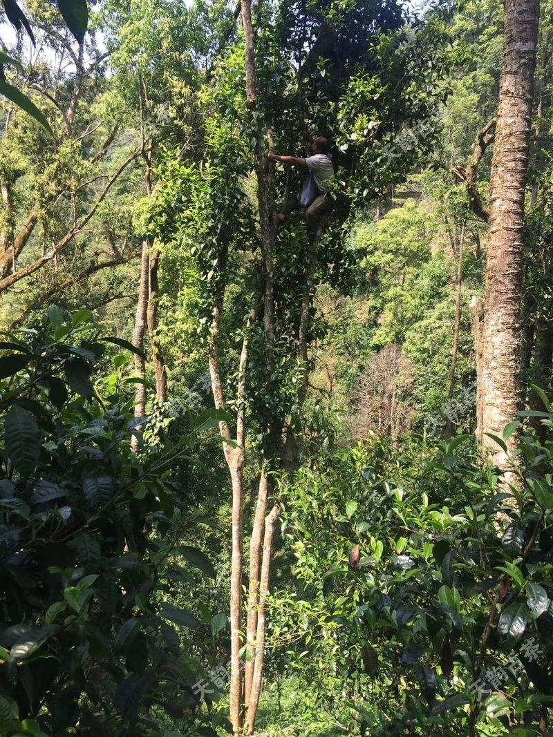 2022年天門山古樹春茶口感？