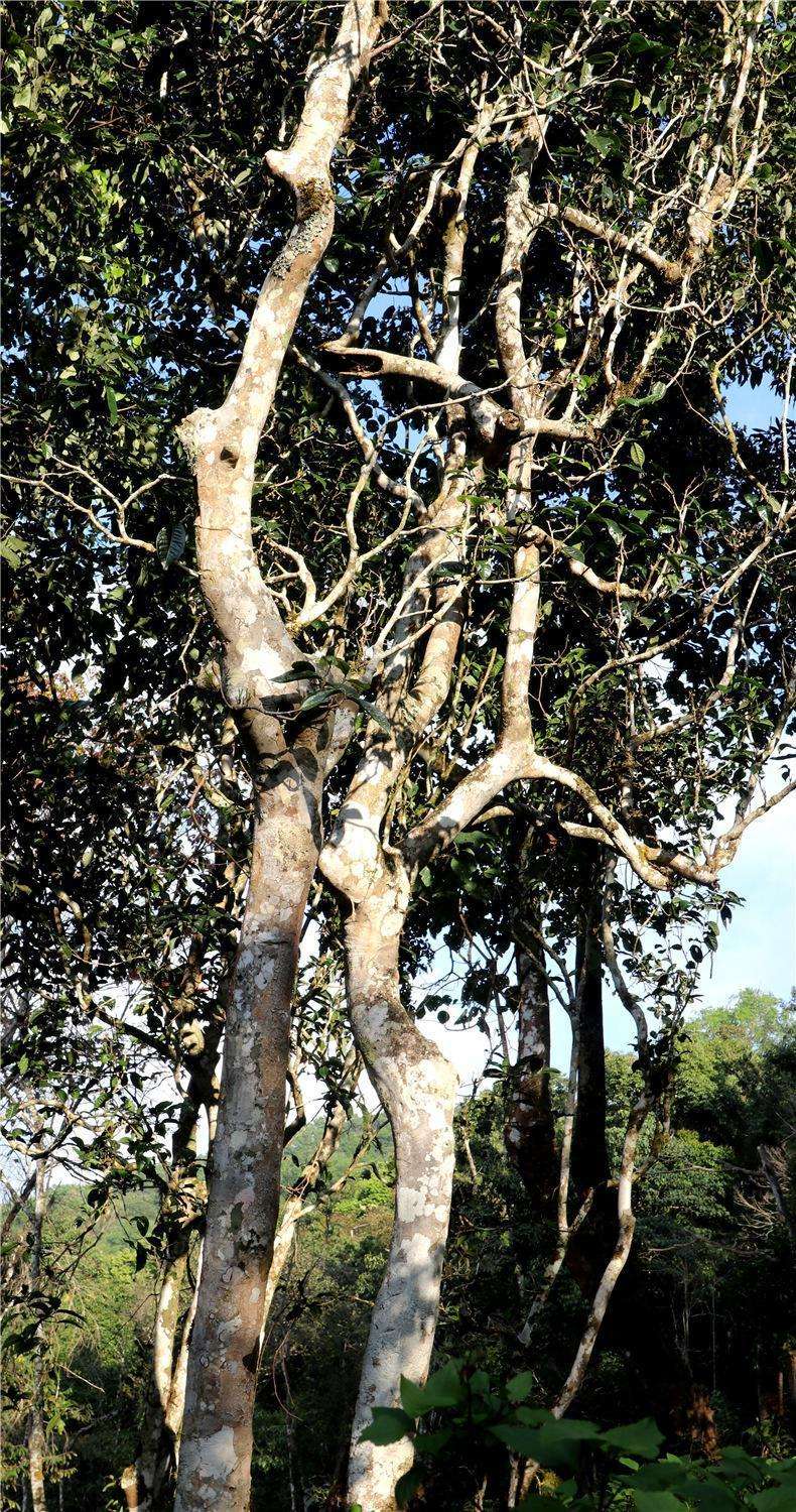 2022年天門山高桿古樹茶，神秘存在的好茶