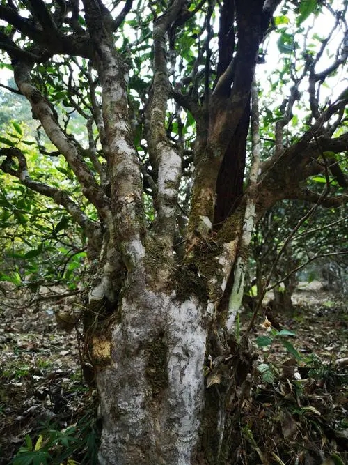 2022年高山寨古樹(shù)春茶價(jià)格？