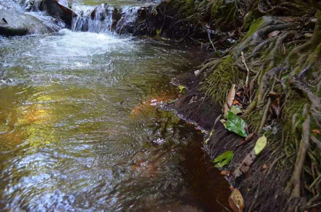 2022年銅箐河古樹(shù)春茶口感？