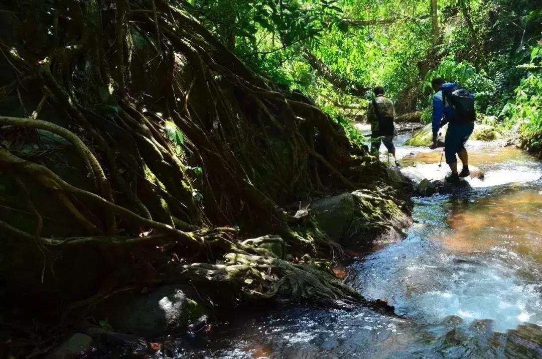 2022年銅箐河古樹(shù)春茶價(jià)格？
