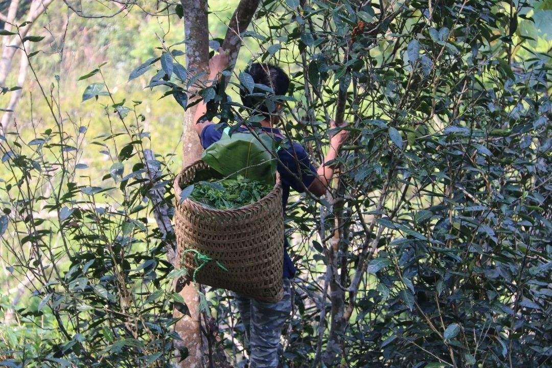 2022年百花潭古樹(shù)春茶特點(diǎn)？
