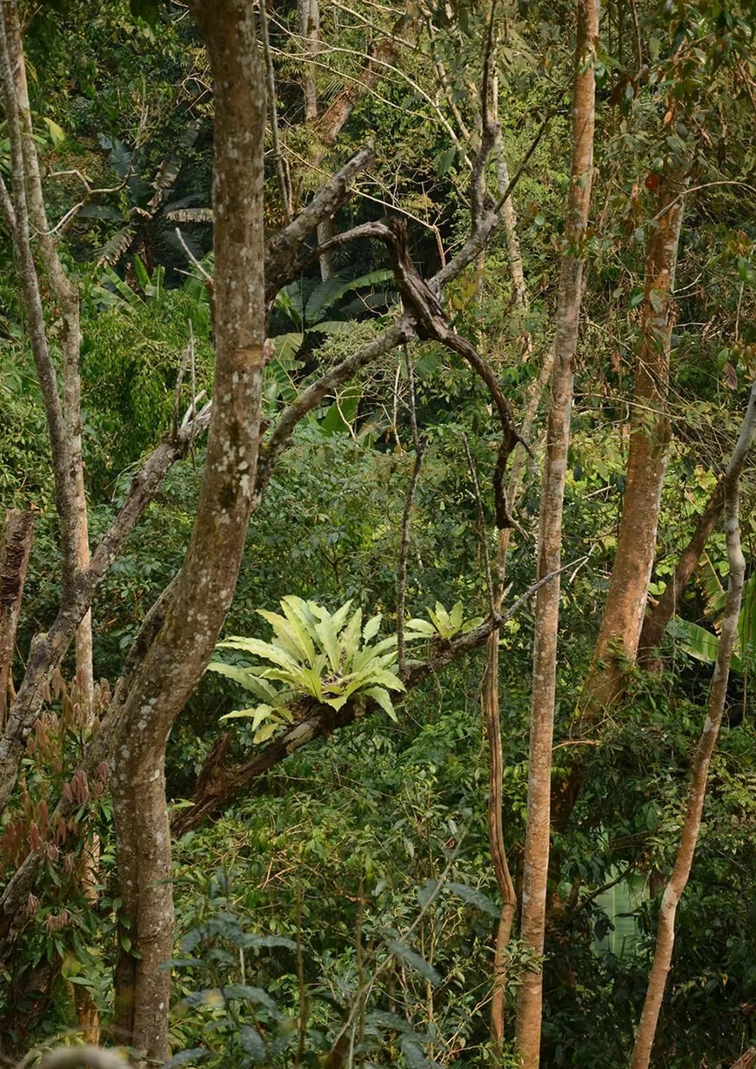 2022年百花潭古樹(shù)春茶多少錢一公斤？