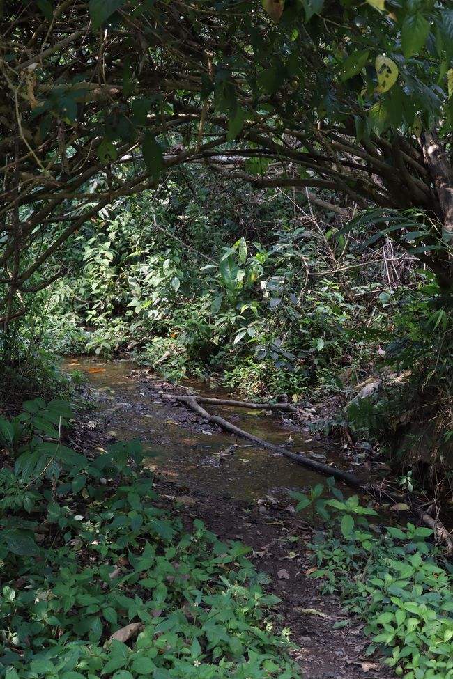 2022年蟒蛇箐古樹(shù)春茶特點(diǎn)？