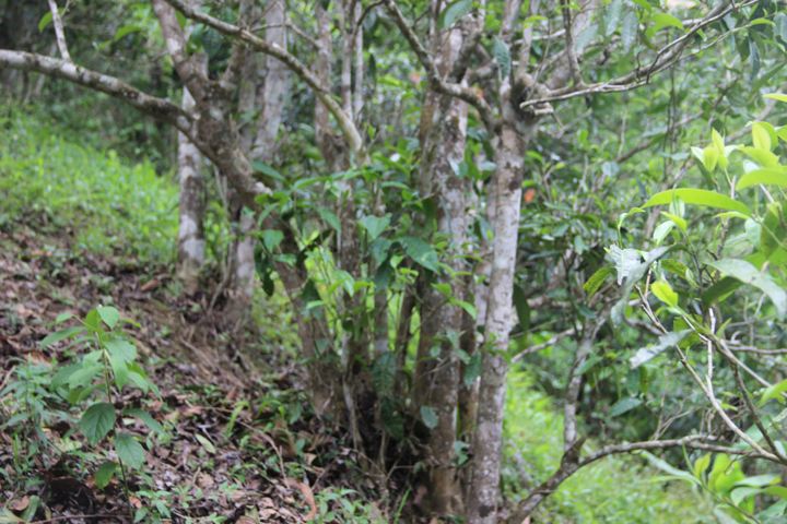 2022年銅箐河古樹(shù)春茶多少錢一公斤？