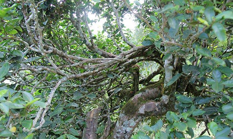 2022年倚邦曼拱古樹春茶特點？