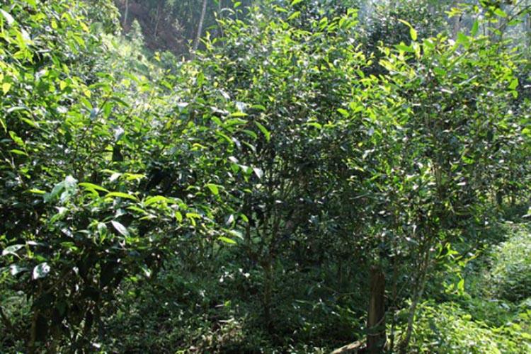 2022年倚邦曼拱古樹(shù)春茶價(jià)格？