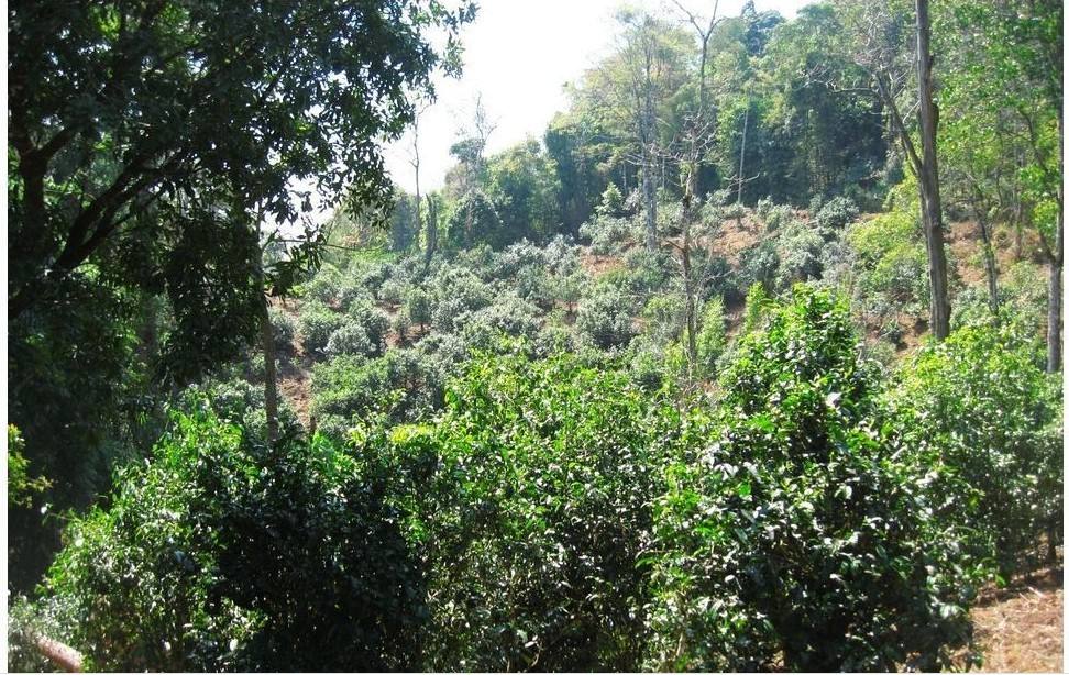 2022年大黑樹(shù)林古樹(shù)春茶口感？