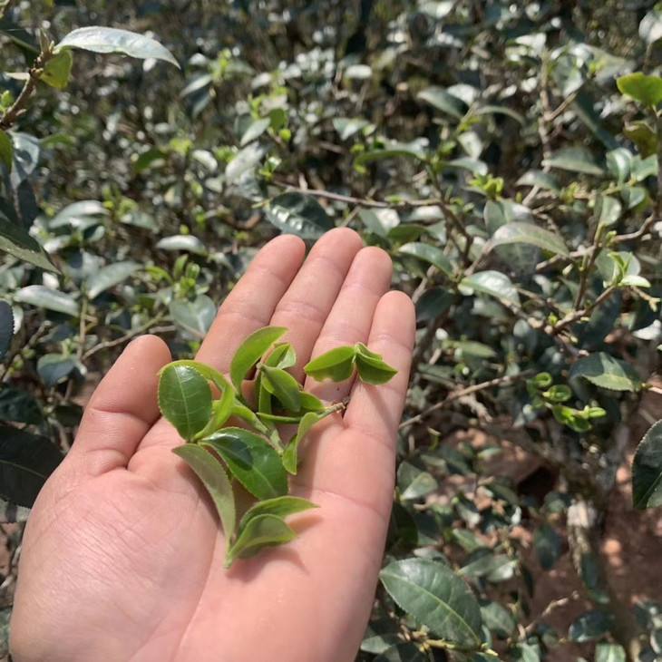 2022年倚邦貓耳朵古樹(shù)春茶口感？