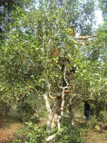 2022年蠻磚古樹(shù)春茶價(jià)格？