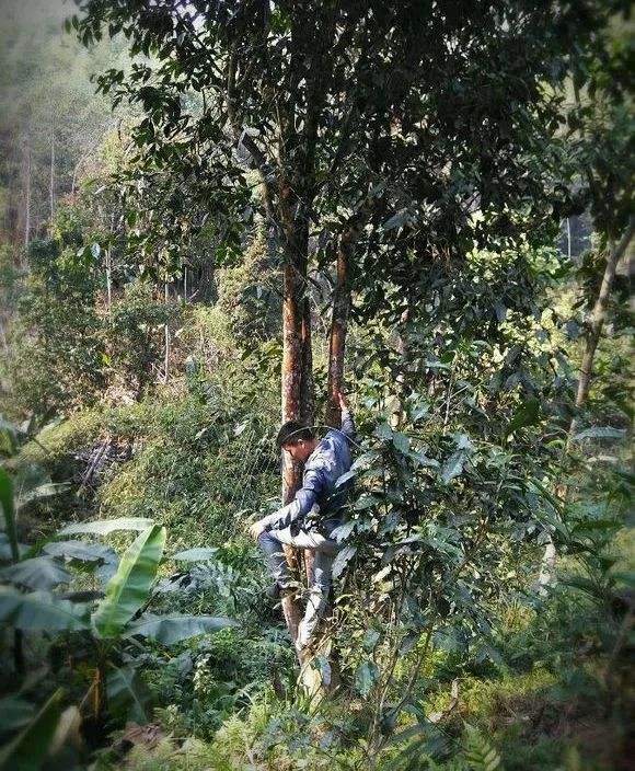 2022年桃子寨古樹(shù)春茶特點(diǎn)？