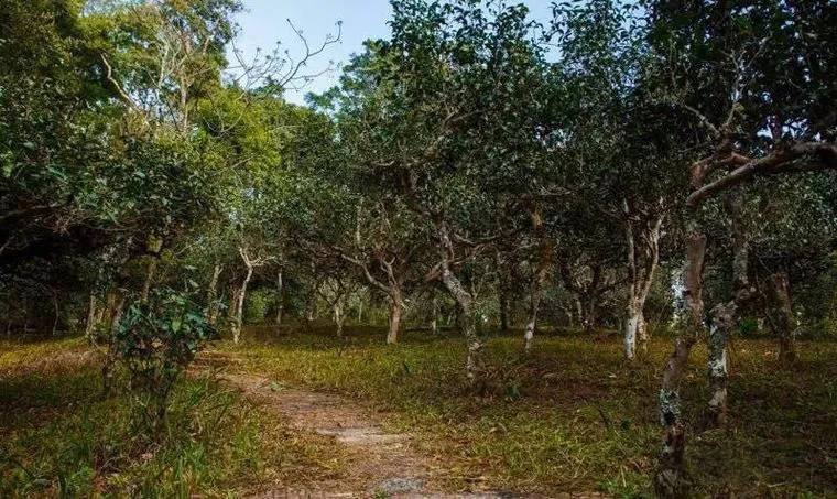 2022年桃子寨古樹(shù)春茶價(jià)格？