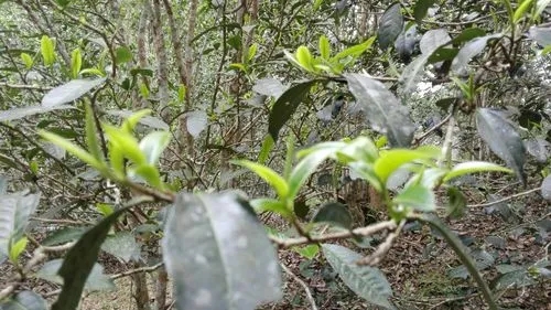 2022年蠻磚瓦龍古樹春茶口感！