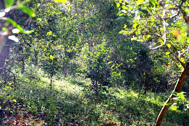 2022年革登古樹(shù)春茶價(jià)格？