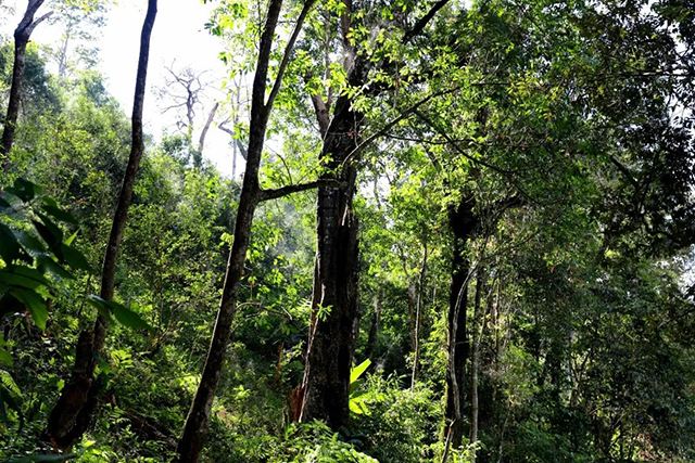 2022年革登古樹(shù)春茶，可飲可藏的絕佳茶品