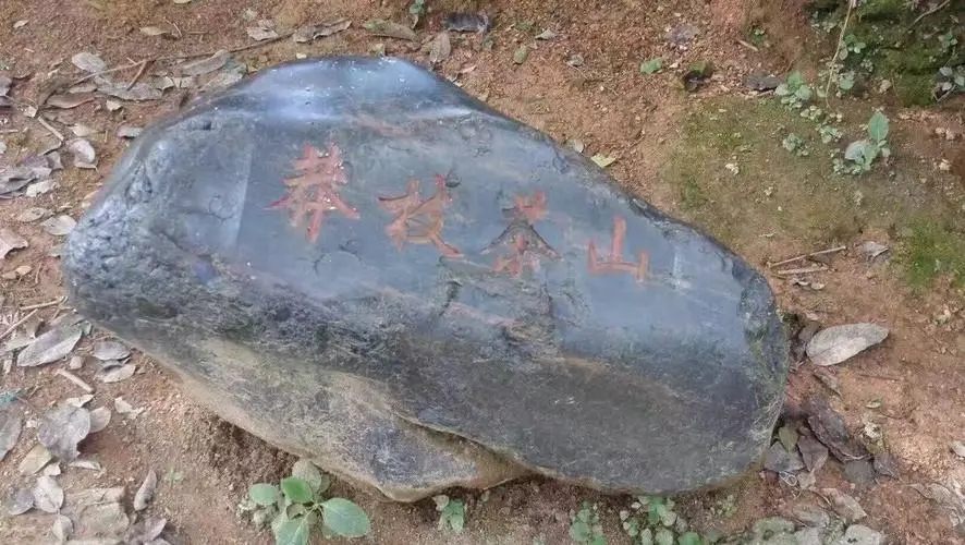 2022年莽枝古樹(shù)春茶特點(diǎn)？