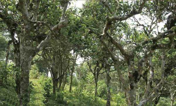 2022年攸樂(lè)貢茶—甜到心里的好茶