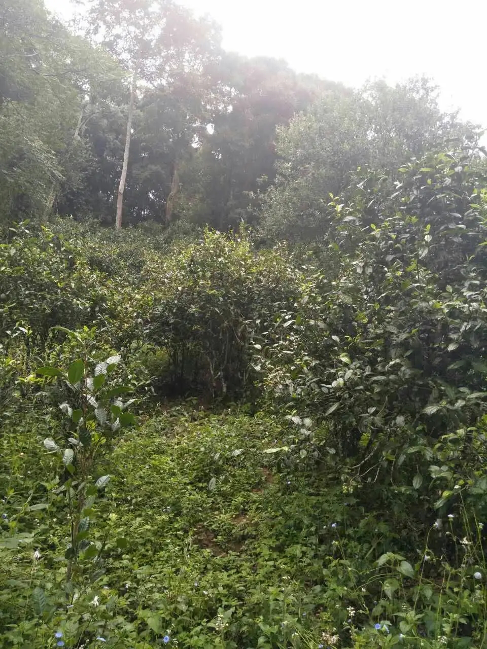 2022曼秀古樹春茶曾經(jīng)5公斤春茶現(xiàn)場(chǎng)競(jìng)拍出107萬元