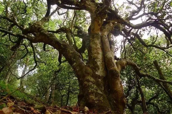 冰島！普洱茶界最有名的山頭，一次性把冰島茶講清楚！