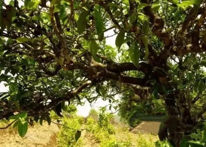 如何鑒別普洱茶樹齡？