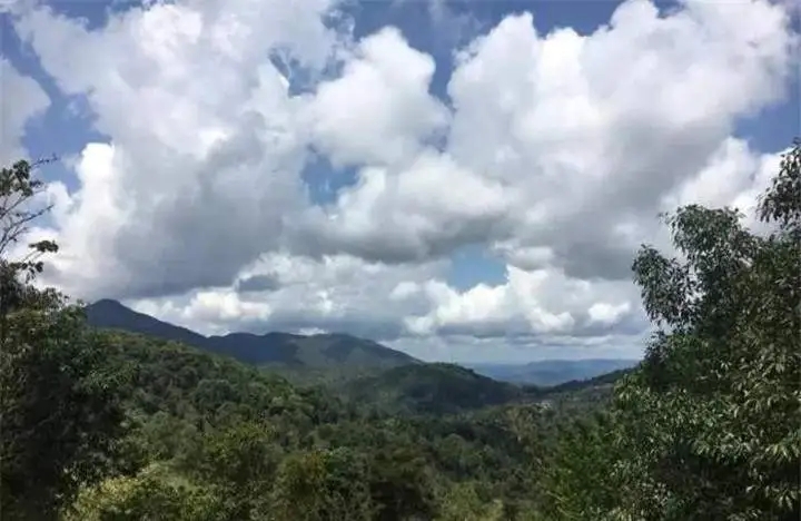 喝普洱茶的人為什么喜歡追山頭？無非就是這幾個(gè)原因