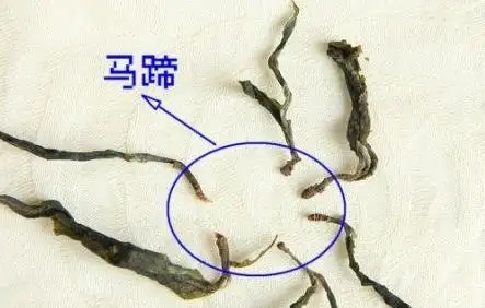 馬蹄竟然還能喝？普洱茶里的馬蹄你有了解過嗎？