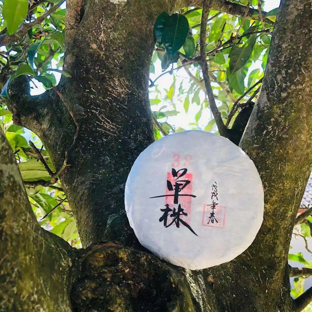 普洱茶單株是什么，好在哪里？