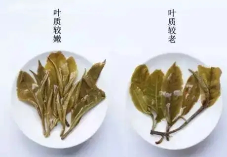 生普？熟普？如何挑選一款普洱茶？