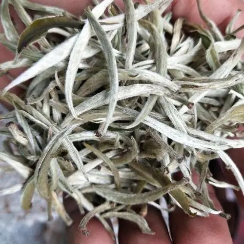 遇見月光白之美，存放四年云南古樹白茶