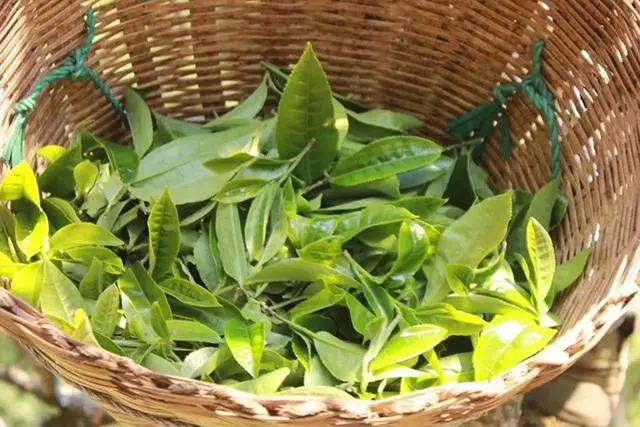 普洱茶3大核心產(chǎn)區(qū)，請(qǐng)好好收藏！