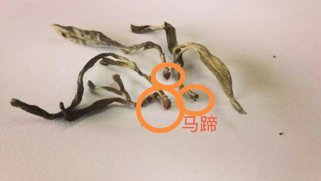 “馬蹄?！倍嗌俑竟?jié)有關系？