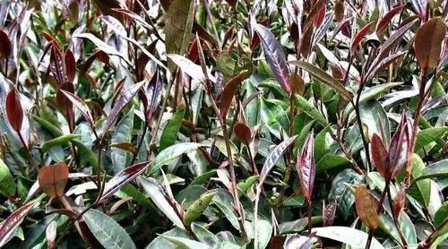 紫芽普洱是什么茶？