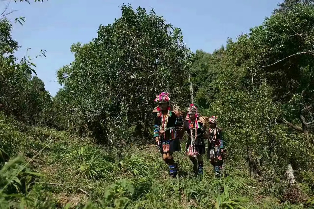 【好茶知味】南糯山石頭老寨拔瑪古樹：醇柔之質(zhì)，綿遠(yuǎn)之韻