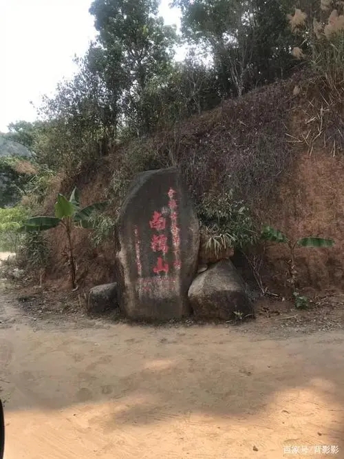 古茶第一村”，你見過這樣的茶樹嗎？