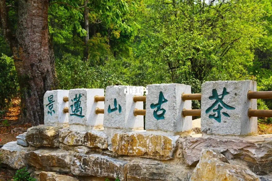 普洱茶的年份：新茶、老茶、中期茶、印級(jí)茶、古董茶