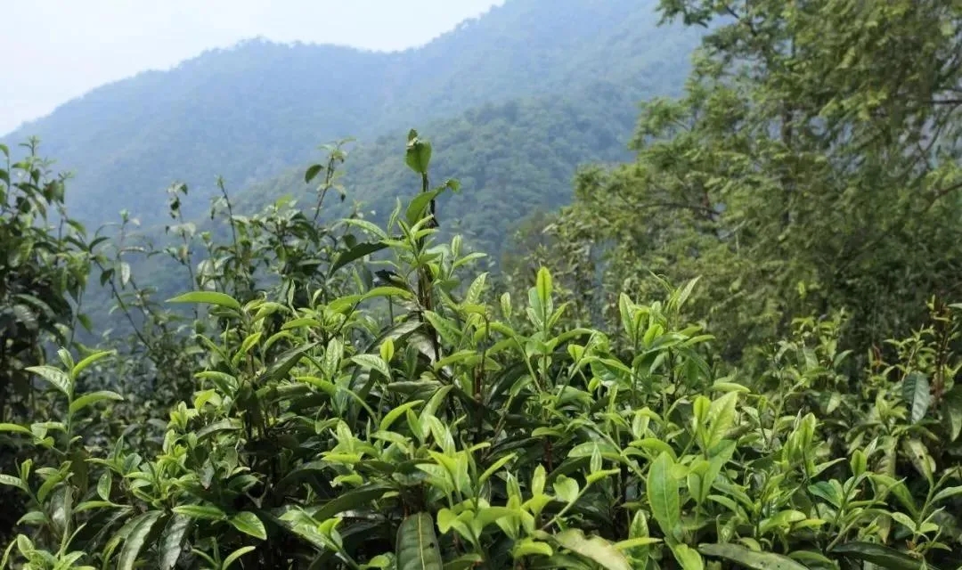 古樹(shù)茶的價(jià)值和意義在哪里？