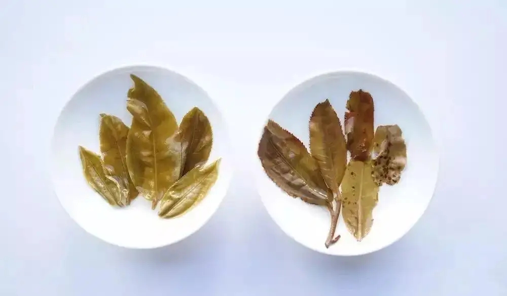 普洱茶的九種山寨版本，喜歡普洱茶的一定要看