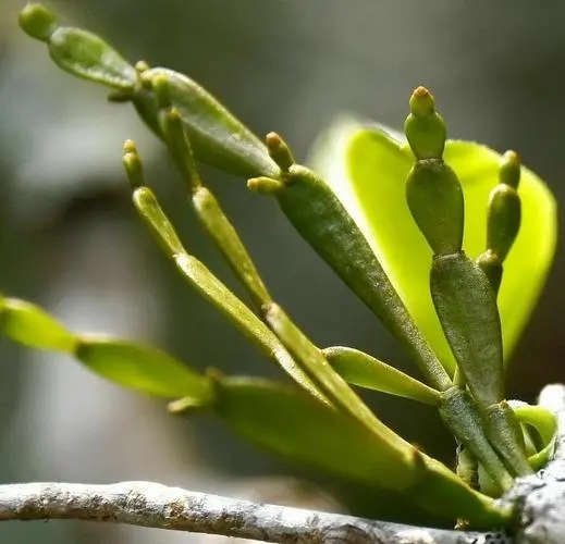 “螃蟹腳”是什么？