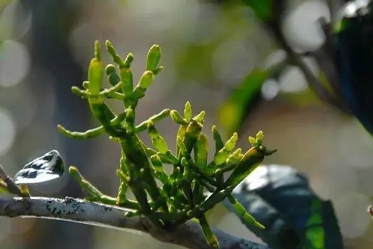 什么是螃蟹腳？茶界的螃蟹腳可能和你想的不一樣！