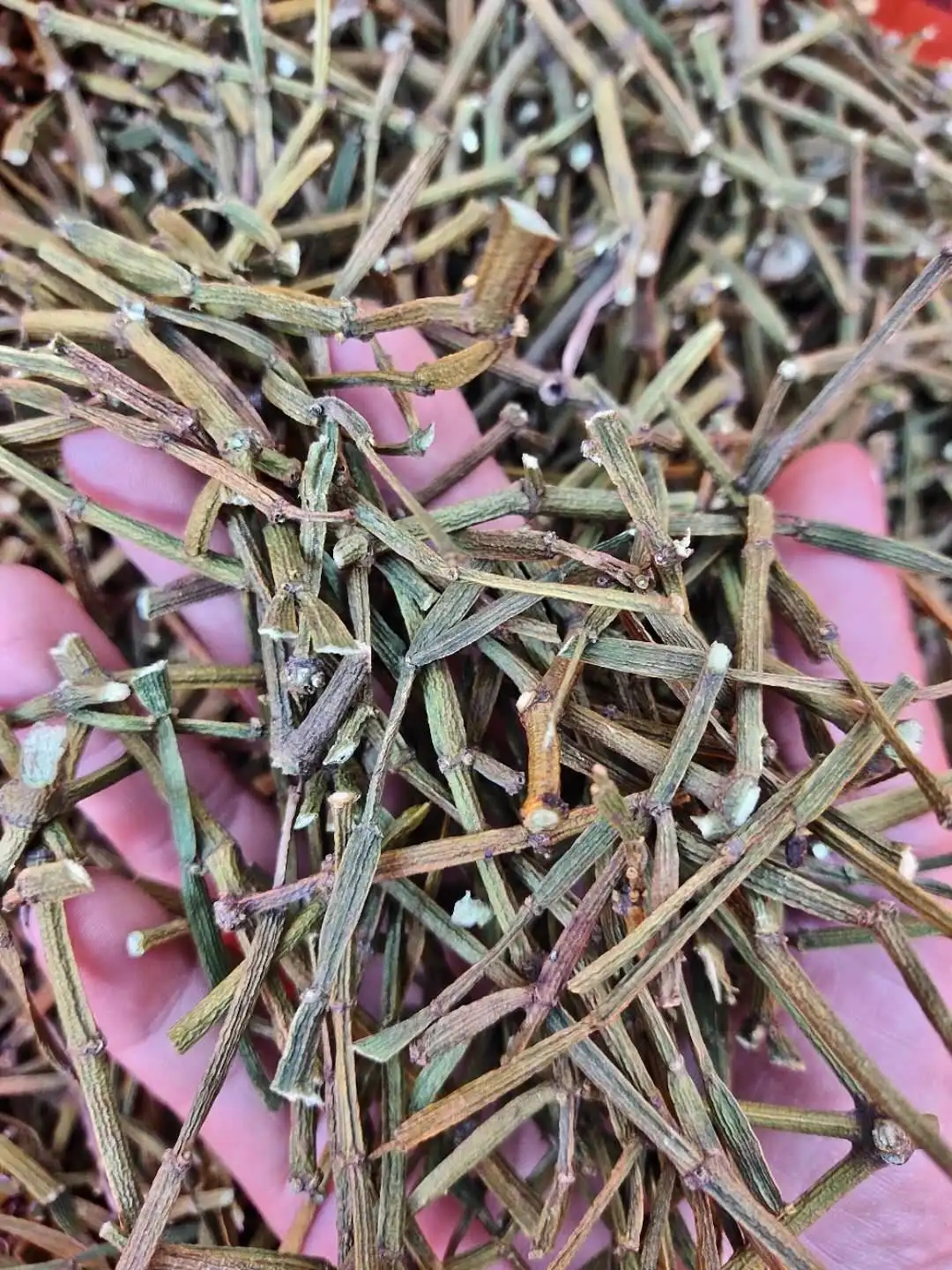 干貨 | 什么是茶界的螃蟹腳？