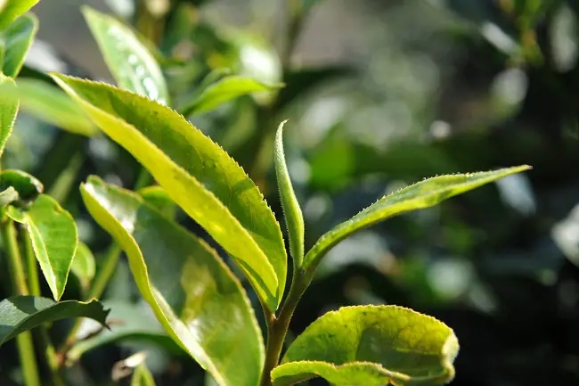 普洱茶“山野氣韻”如何形成？