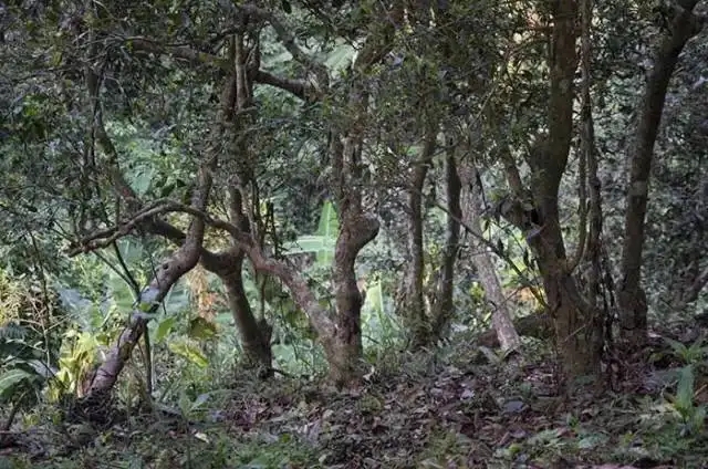 一山一味，山頭茶存在的意義究竟是什么？